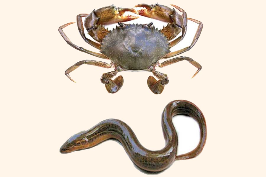 China bans import of crab, eel from BD