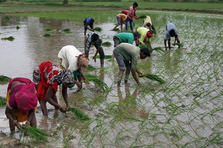 Copious monsoon rains spur summer crop sowing in India