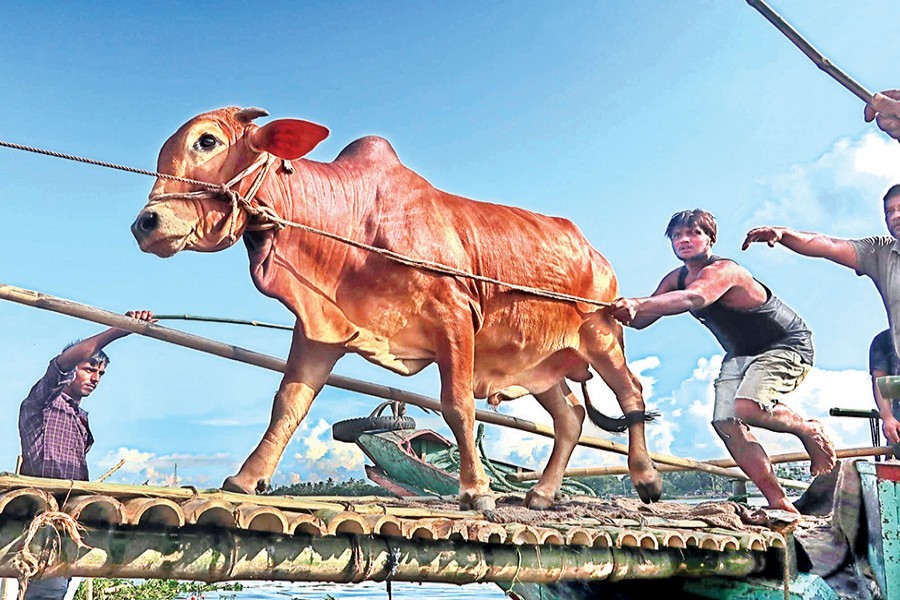 19 veterinary medical teams for city cattle markets