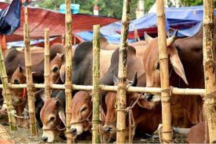 Cattle traders, customers far apart on prices