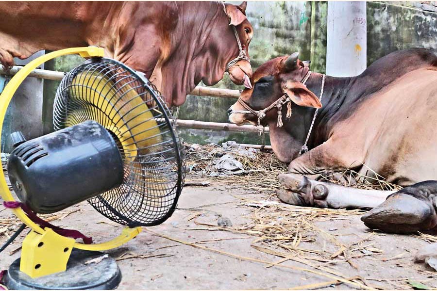 City cattle markets yet to get usual impetus