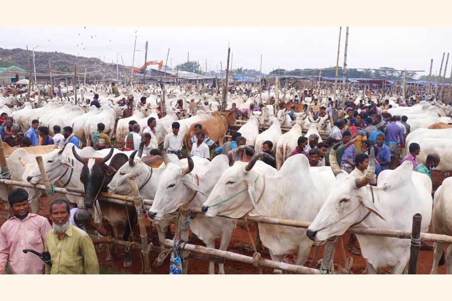 Indian cattle flood Rajshahi city markets, local farmers lose heart   