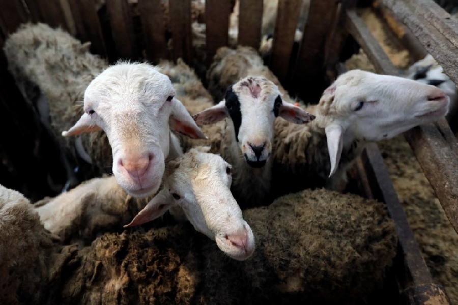 Indonesia farms see boom in online sales of sacrificial animals for Eid