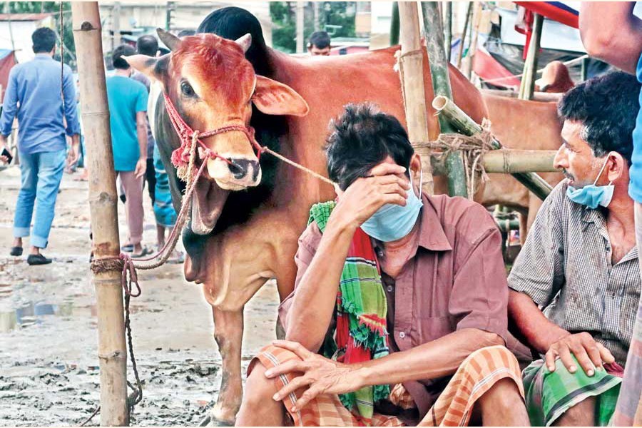 City cattle markets yet to witness expected buyers