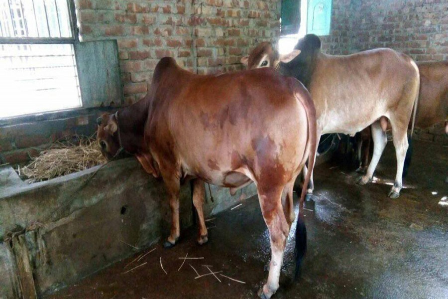 DLS provides medical services for 81,168 cattle