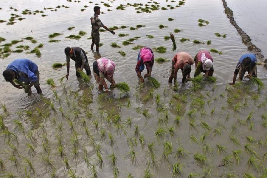 India's crop planting gathers pace, buoyed by bountiful monsoon rains