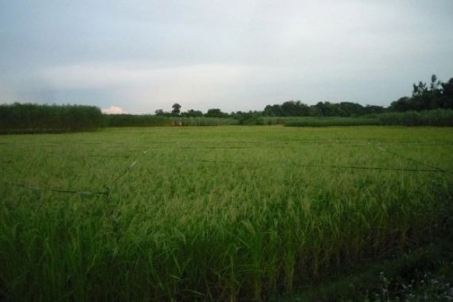 Binadhan output makes Mymensingh farmers happy