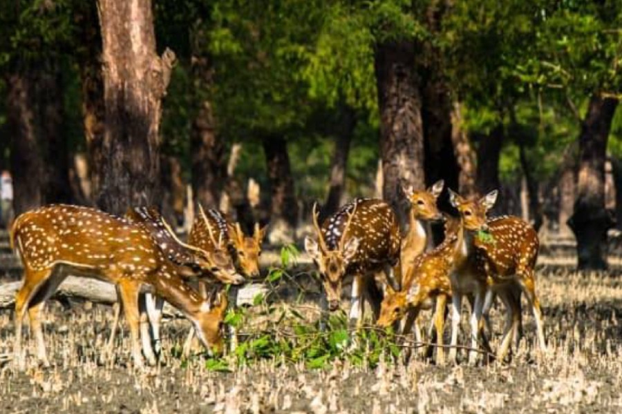 Seven deer poachers held in Sundarbans