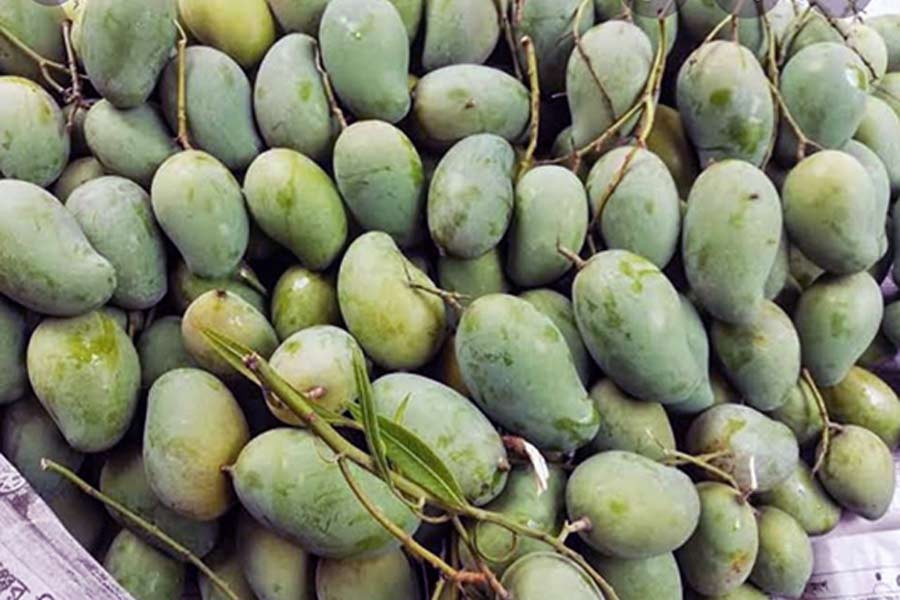Mango trading on closing stage in two northern districts