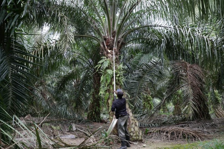 Pandemic forces Malaysian palm industry to rethink reliance on foreign labour