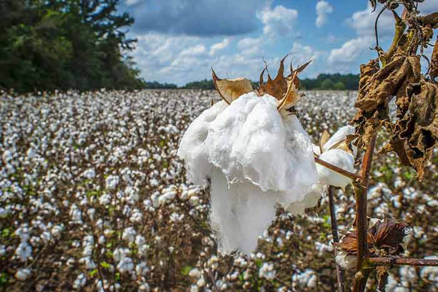 India plans to sell cotton to Bangladesh