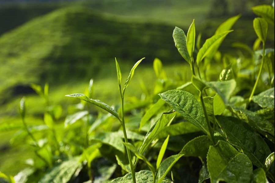 Coronovirus, lack of irrigation hit tea production in Ctg