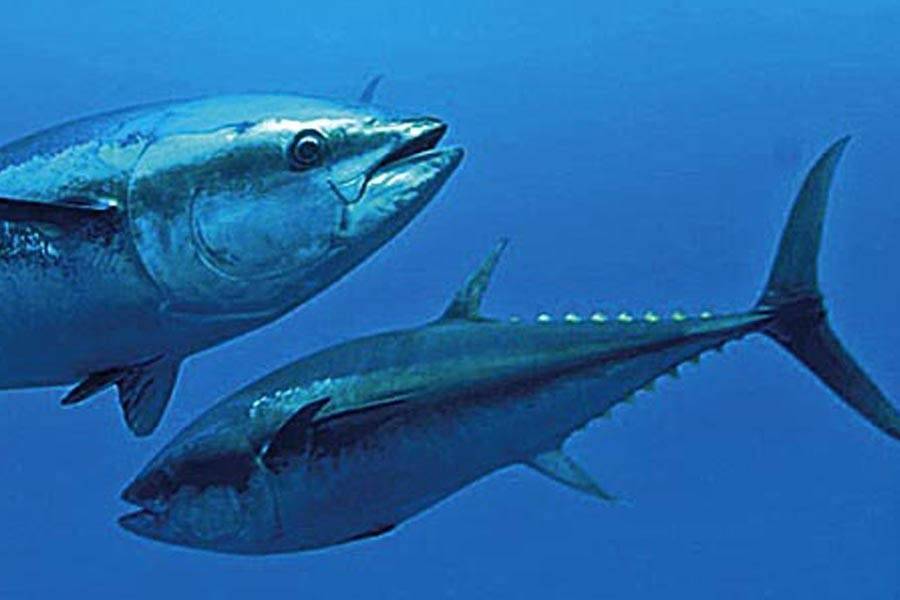 Pilot project to catch tuna, pelagic fishes from Bay