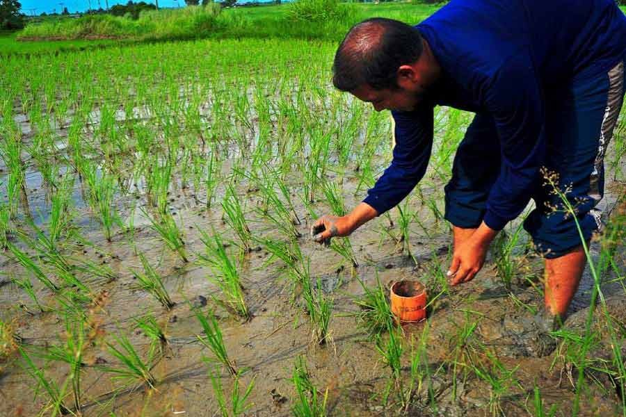 Agro-based programmes bring solvency for Narsingdi char people