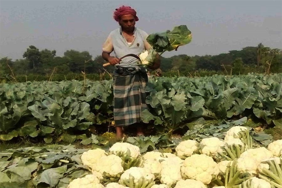 Govt banks on incentives to help agriculture sector