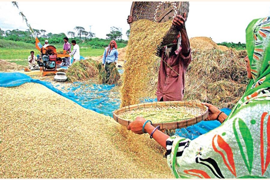 Govt considering extention of Boro paddy, rice procurement deadline