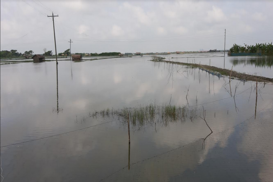 Shrimp industry suffering for both rain and drought