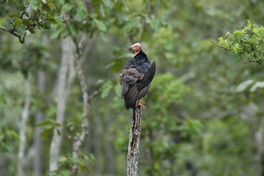 99pc vultures have become nonexistent: Minister