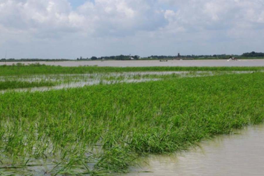 1,330 hectares under water for lack of a canal in Naogaon