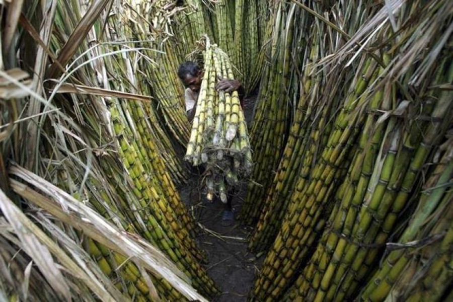 Sugarcane fetches Tangail farmers sizeable profit