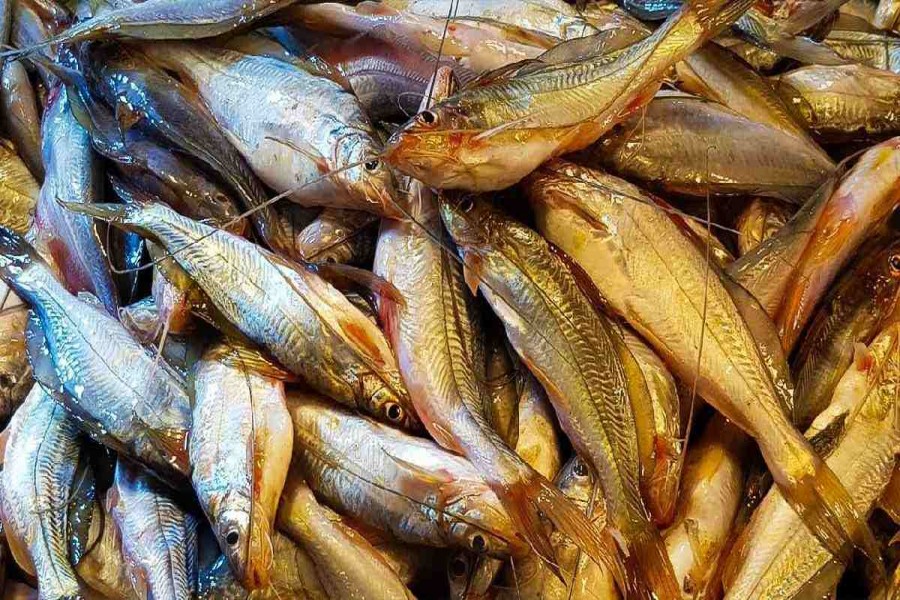 Fish farmers demand ban on fish import from India