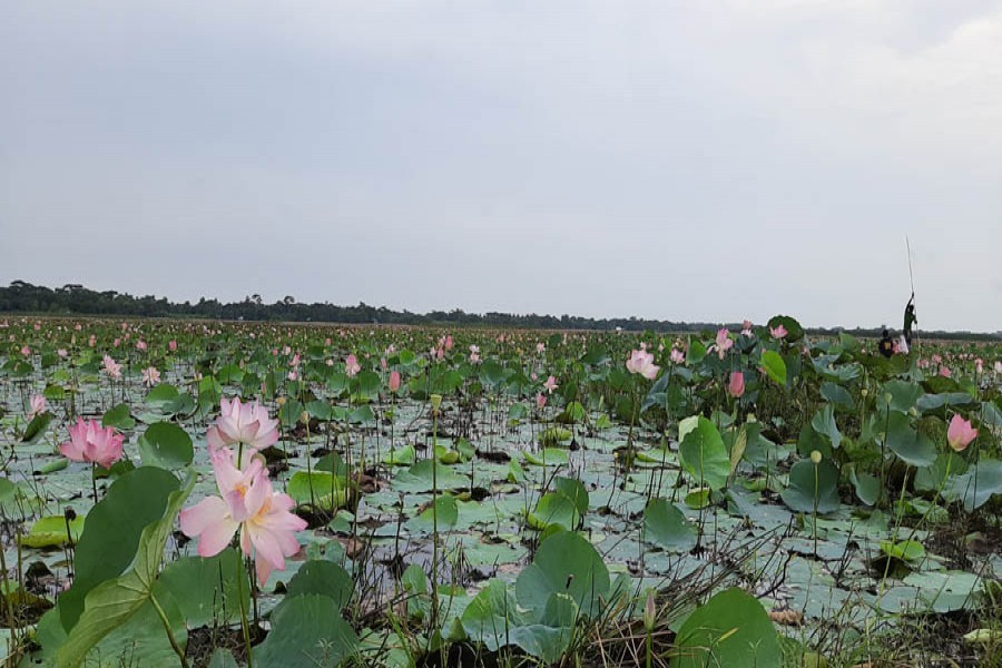 Padma Beel offers picturesque view of lotus
