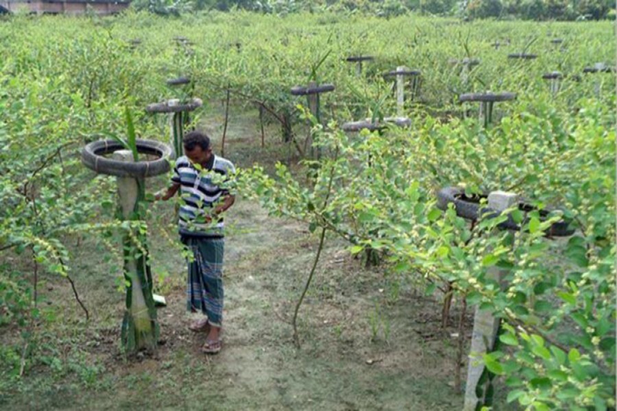 Jashore farmer finds fortune in dragon-plum farming