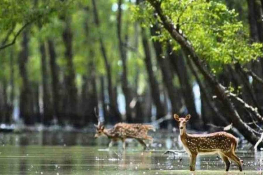 700-800 visitors enter Sundarbans on first day of reopening