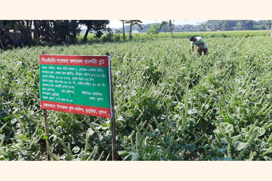 Perilla farming in Khulna brings initial success