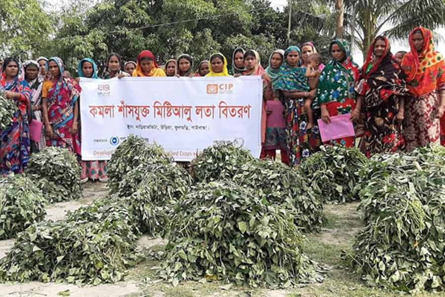 Three northern districts to produce orange-fleshed sweet potatoes