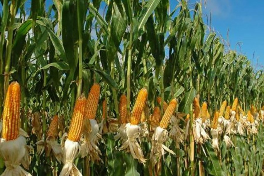 Maize production in Bangladesh rises sharply in last decade