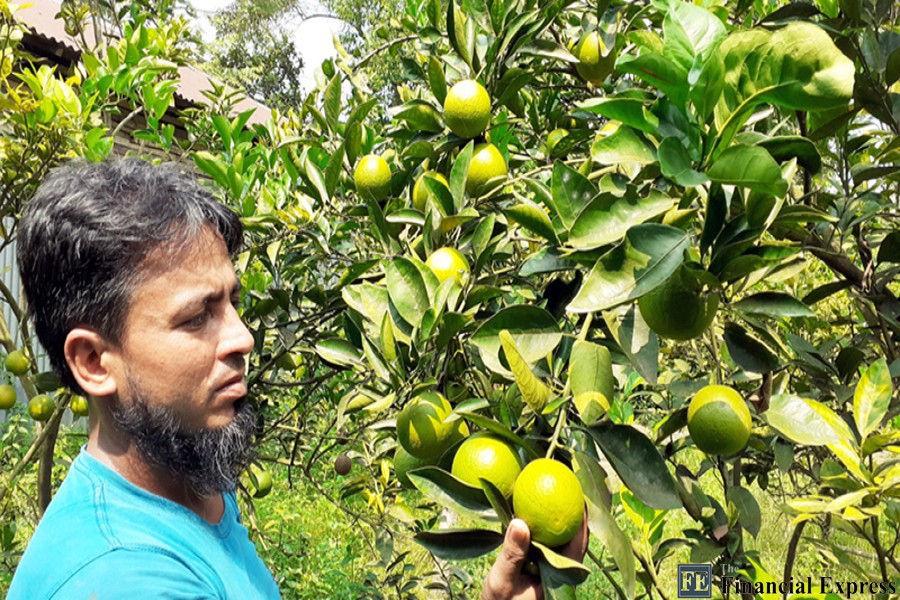 Abdur Rob, a resident of Muguji village in Cumilla's Barura municipal area, showing off malta fruit produced in his orchard — FE Photo