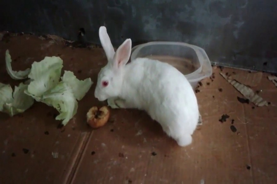 Ethnic families raising rabbits to earn a better living