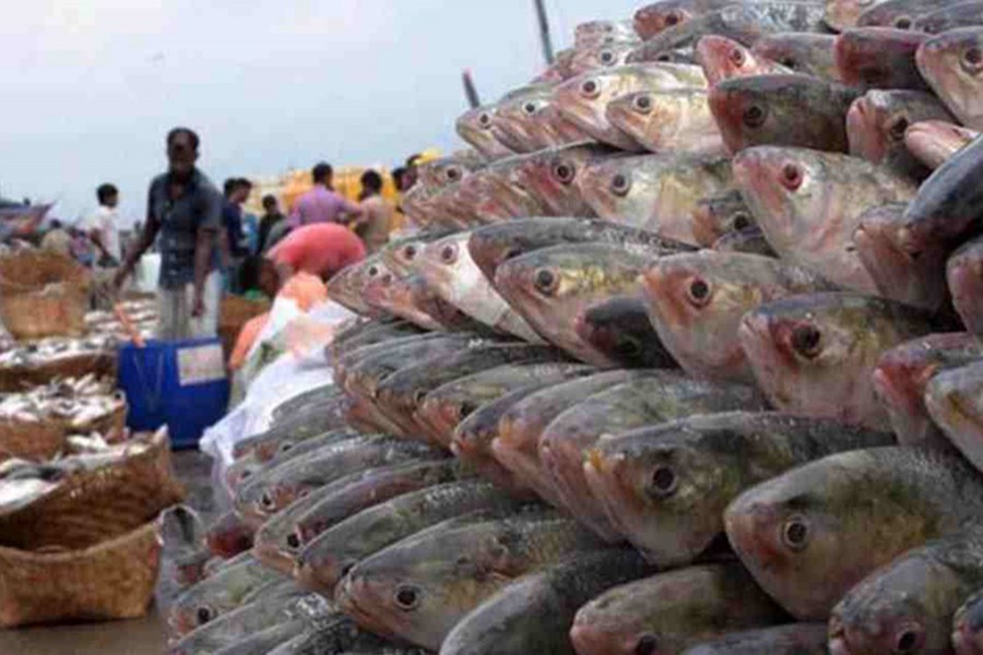 Private firm's proposal to export 5,000 tonnes of hilsa pending with govt