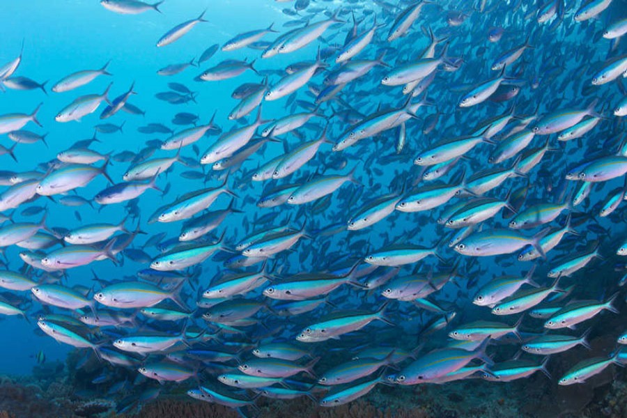 Catching the wave of blue finance