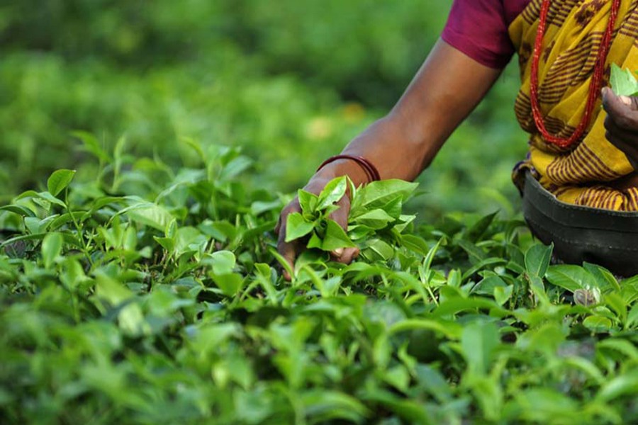 Tea production declines in Chattogram zone
