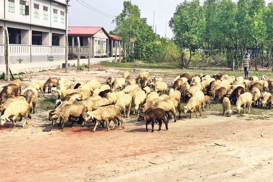 Rohingya to have economic opportunities after relocation, say authorities