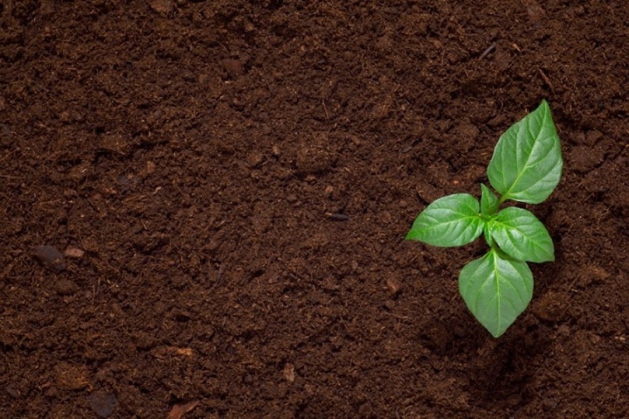 Bangladesh needs to better soil health for future food security