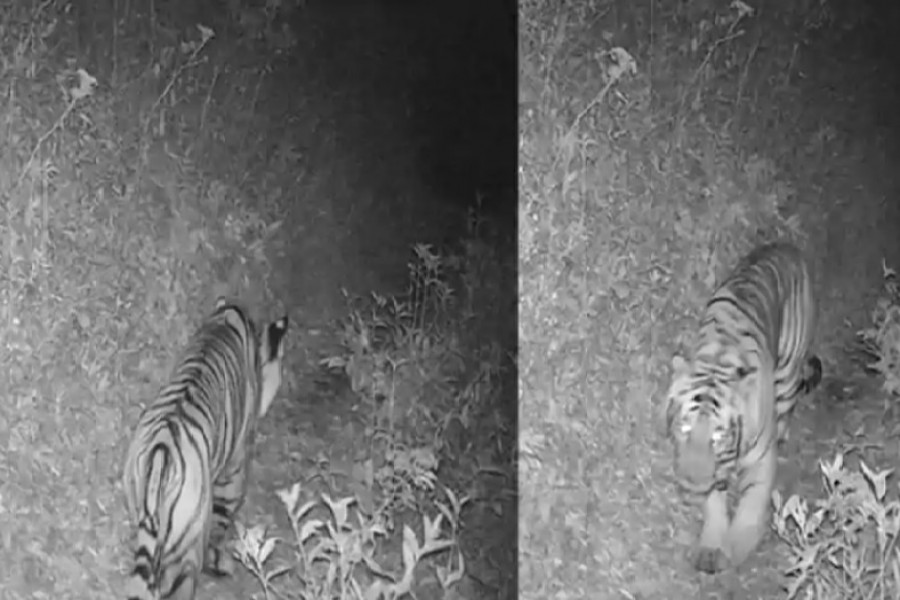 Royal Bengal Tiger spotted at a height of 3,165 m above sea level in Nepal, raising concerns about impact of global warming