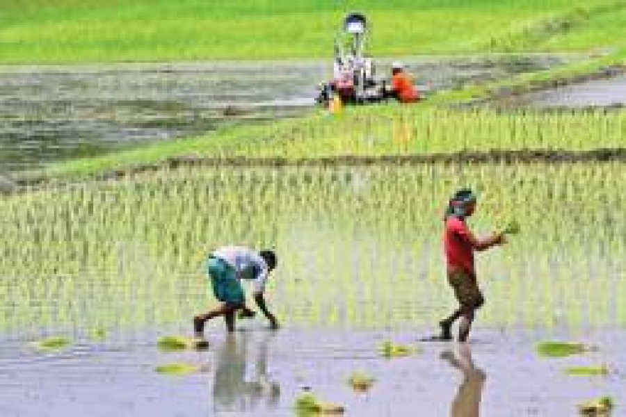 Coastal belt needs sustainable cropping pattern for higher productivity