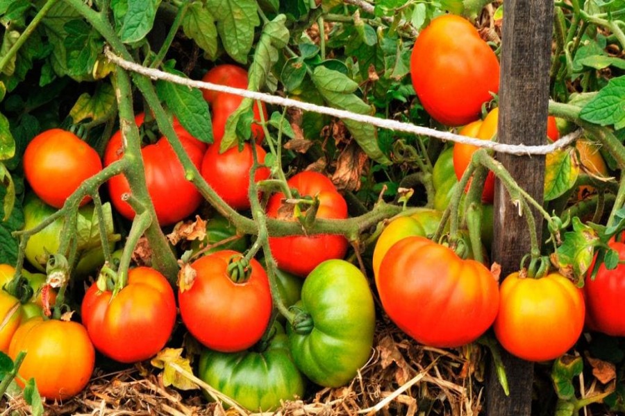 Tomato farming brings smiles to Rajshahi farmers