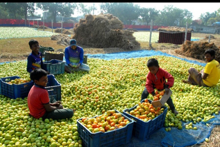 Traders ripening green tomatoes by putting them in the sun at the helipad field in Rajshahi's Godagari — FE Photo/Files