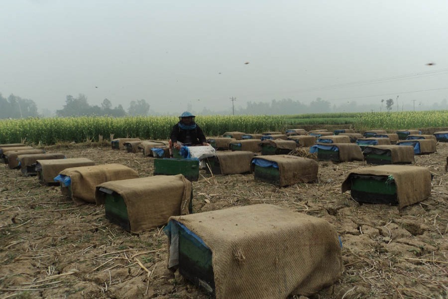 A farmer seen collecting honey in Chalanbeel, the vast swathes of wetland in the northern region — FE Photo