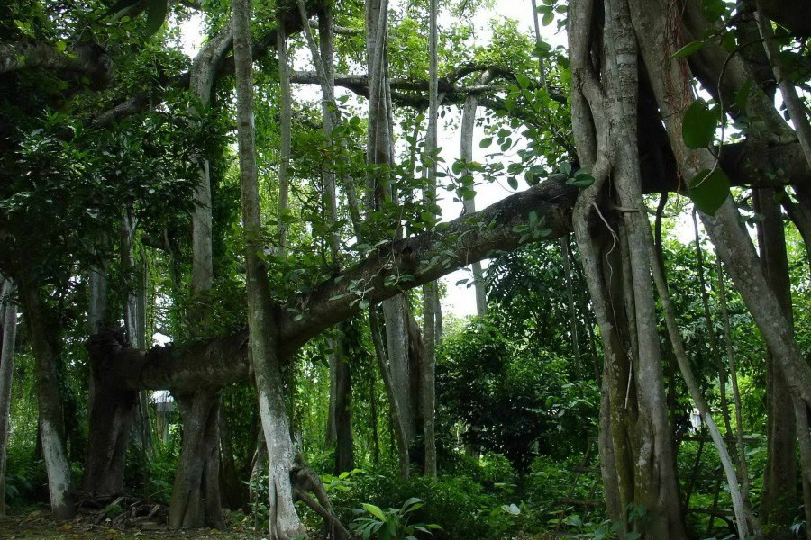 Century-old forest act needs to be reformed: TIB