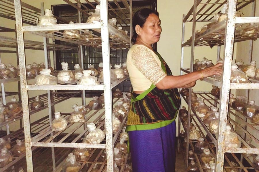 Mushroom: A blessing for hilly areas