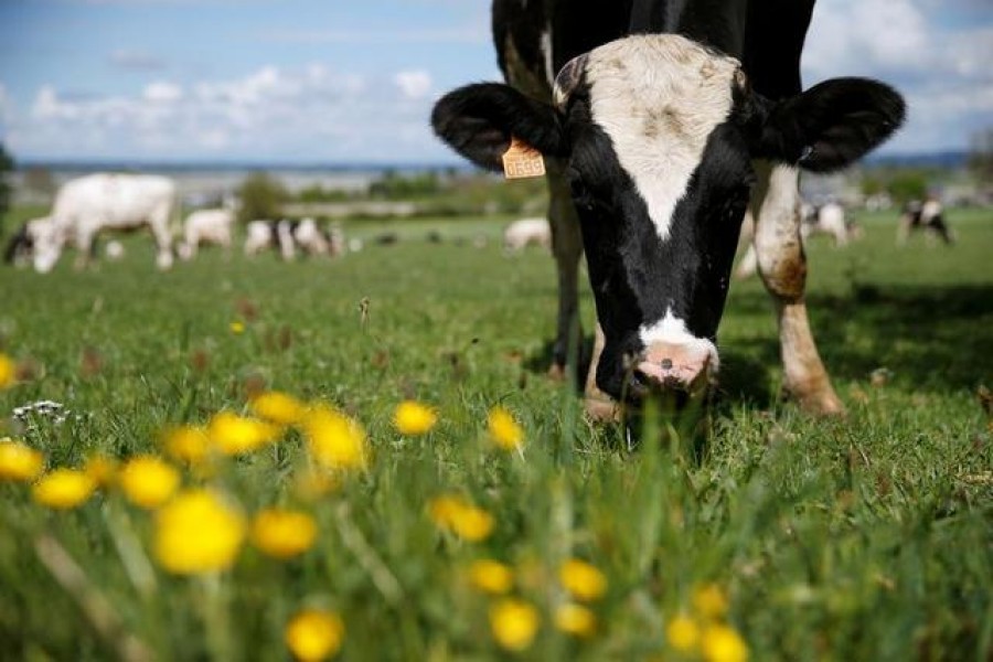 EU farmers could get cash to curb emissions from belching livestock