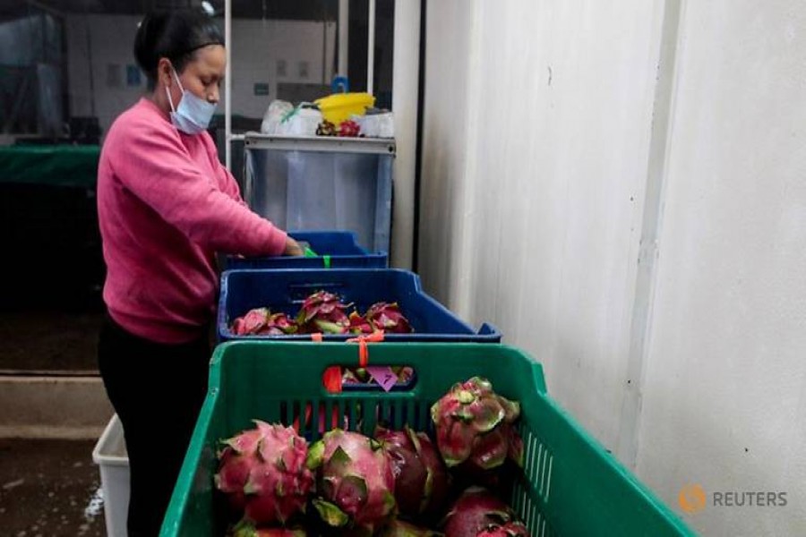 Modi's Gujarat renaming Chinese dragon fruit as a lotus