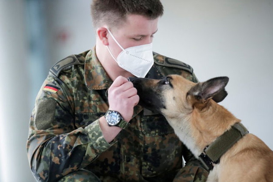 German sniffer dogs detect Covid-19 with 94pc accuracy