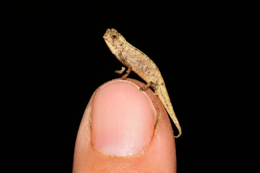 Scientists discover tiny chameleon that can fit on fingertip