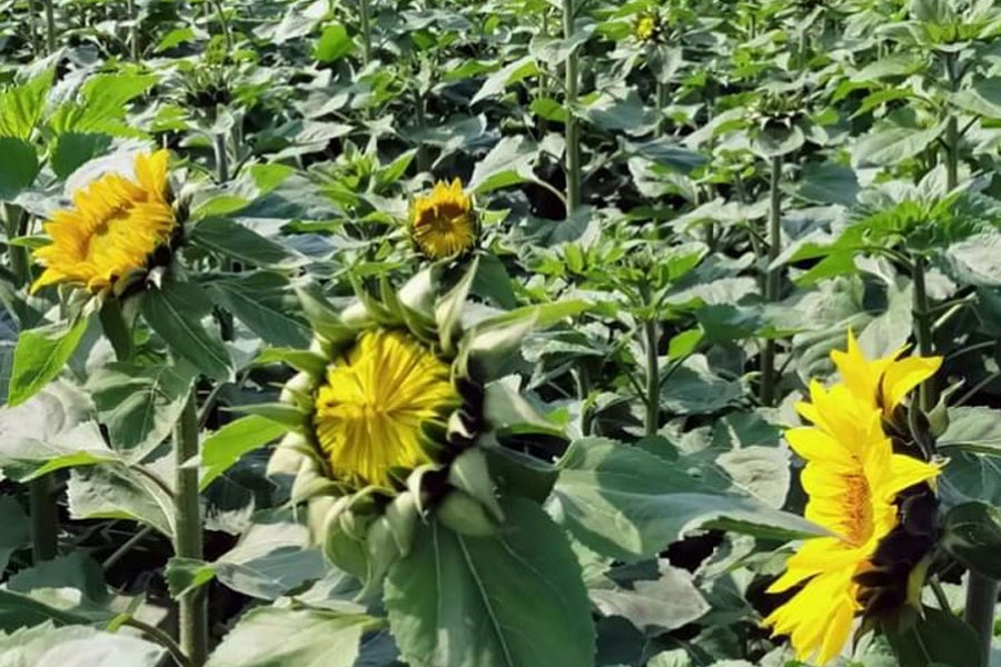 A partial view of a sunflower field in Netrakona — FE Photo